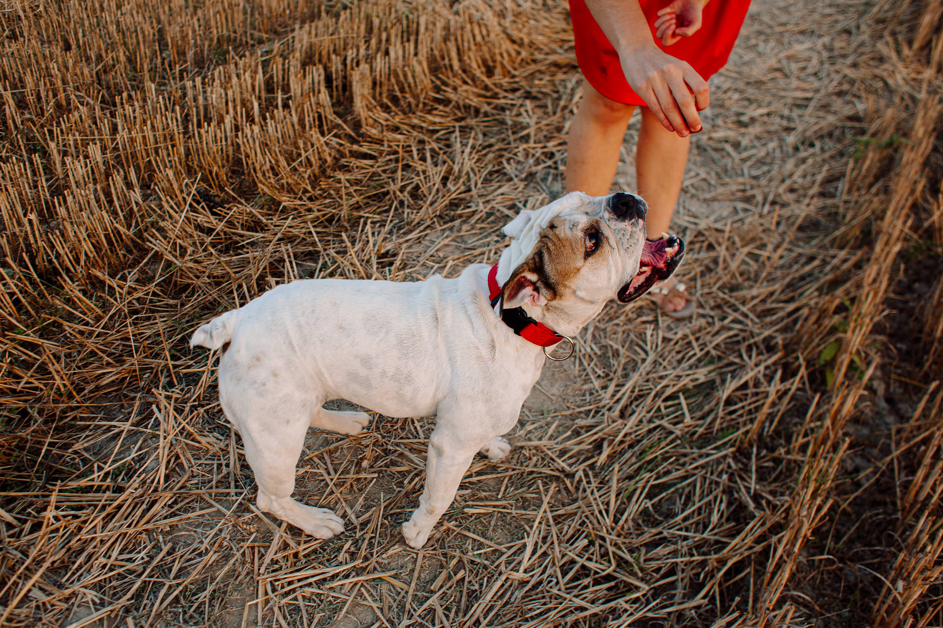 sesion fotos perro gato barcelona 201724